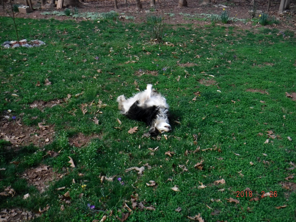 Bailey - February 2018